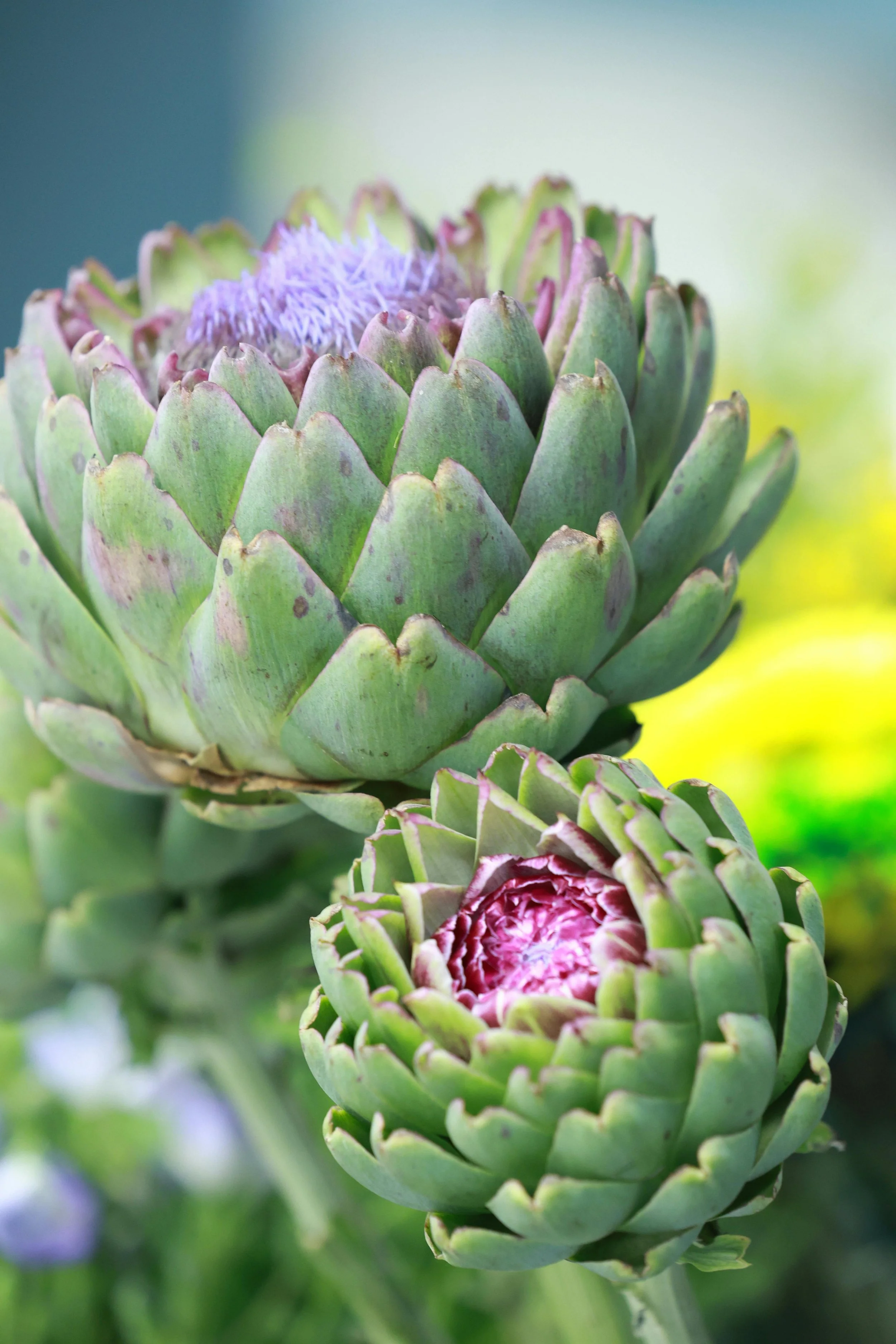 Spring produce - artichoke flower with scaly green leaves opening up to reveal a purple centre