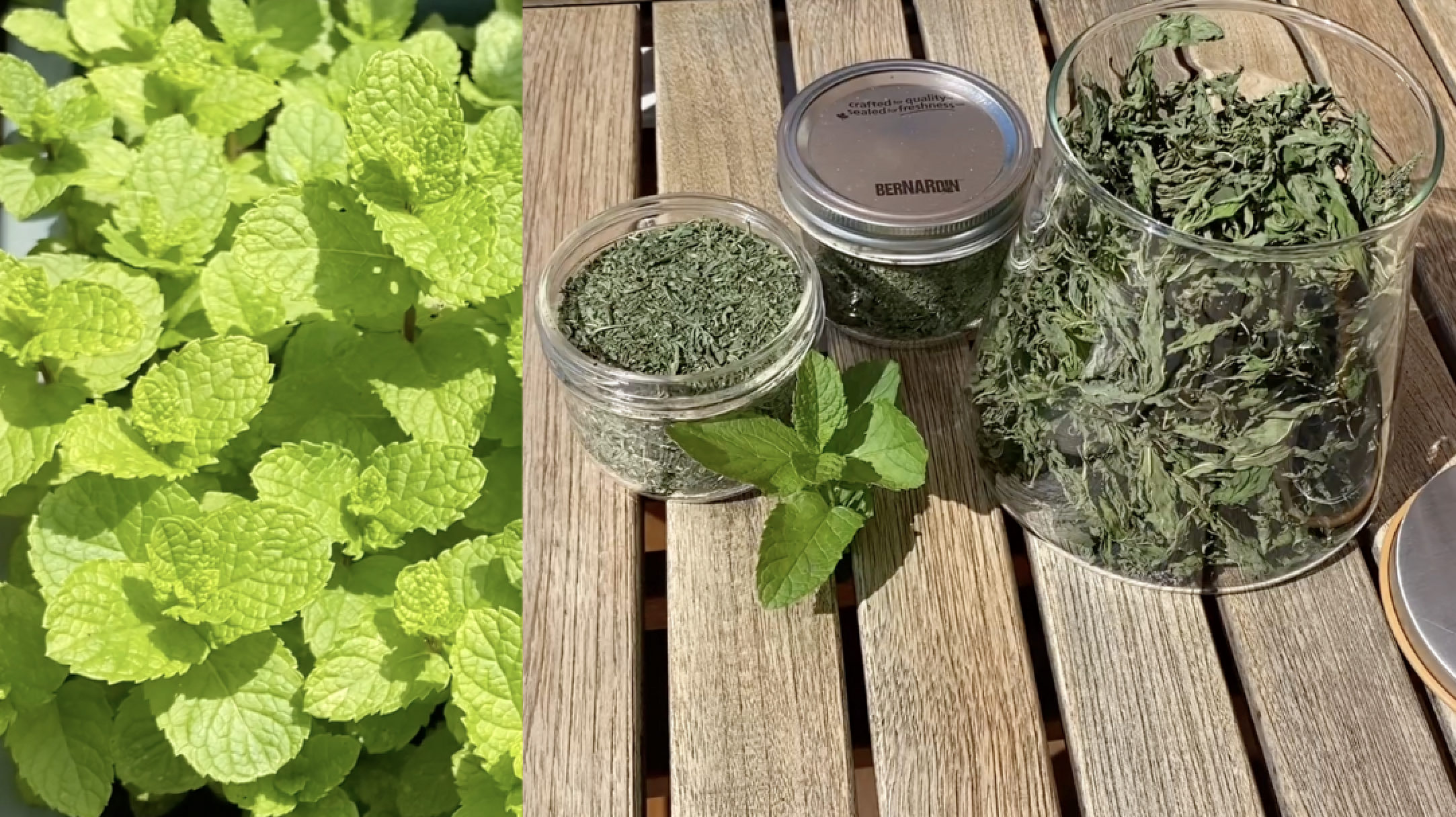How to Dry Fresh Mint