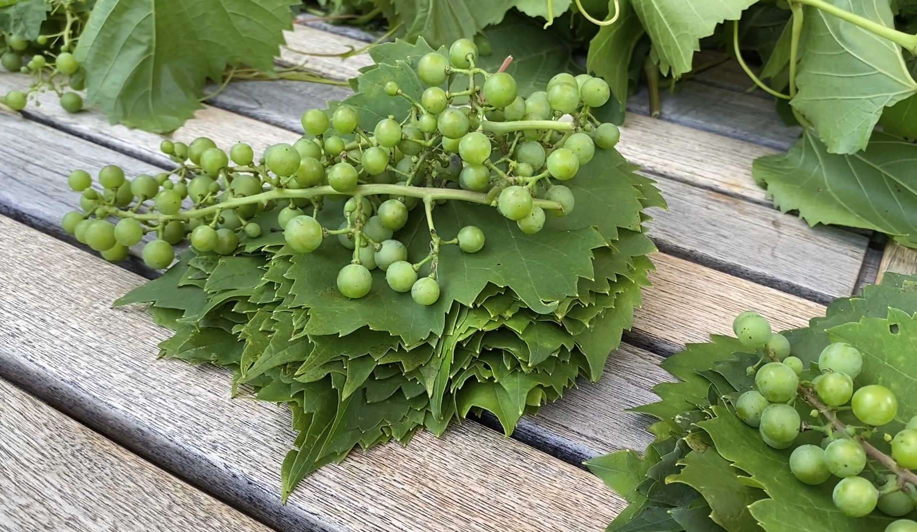 Vine Leaves Preservation | Salamura Asma Yaprağı