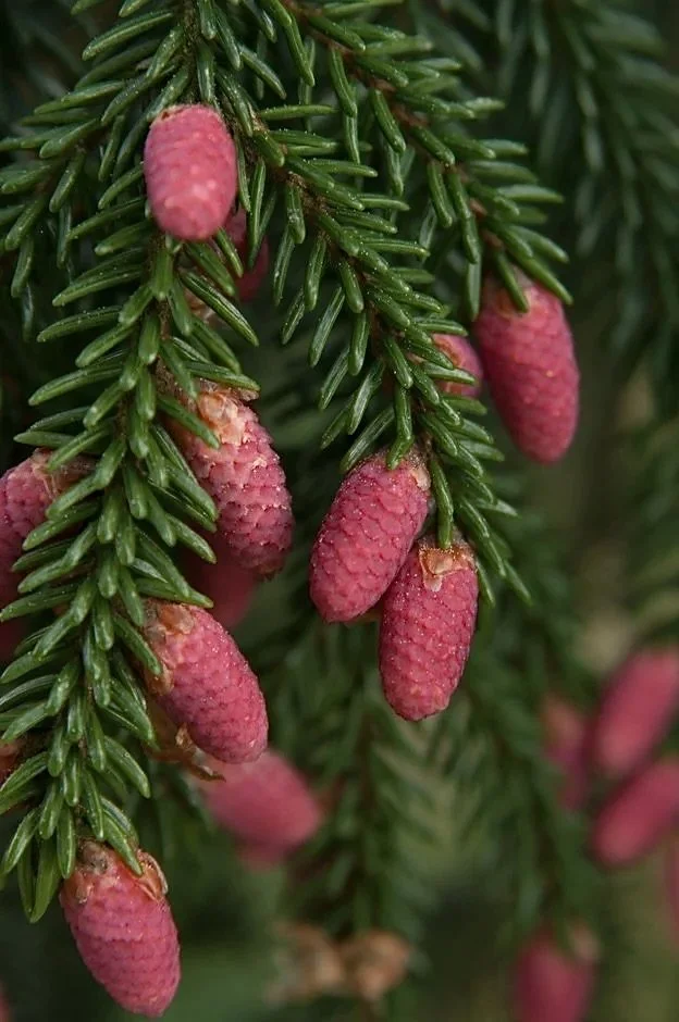 Picea Orientalis (Akcam) colourful pine cones