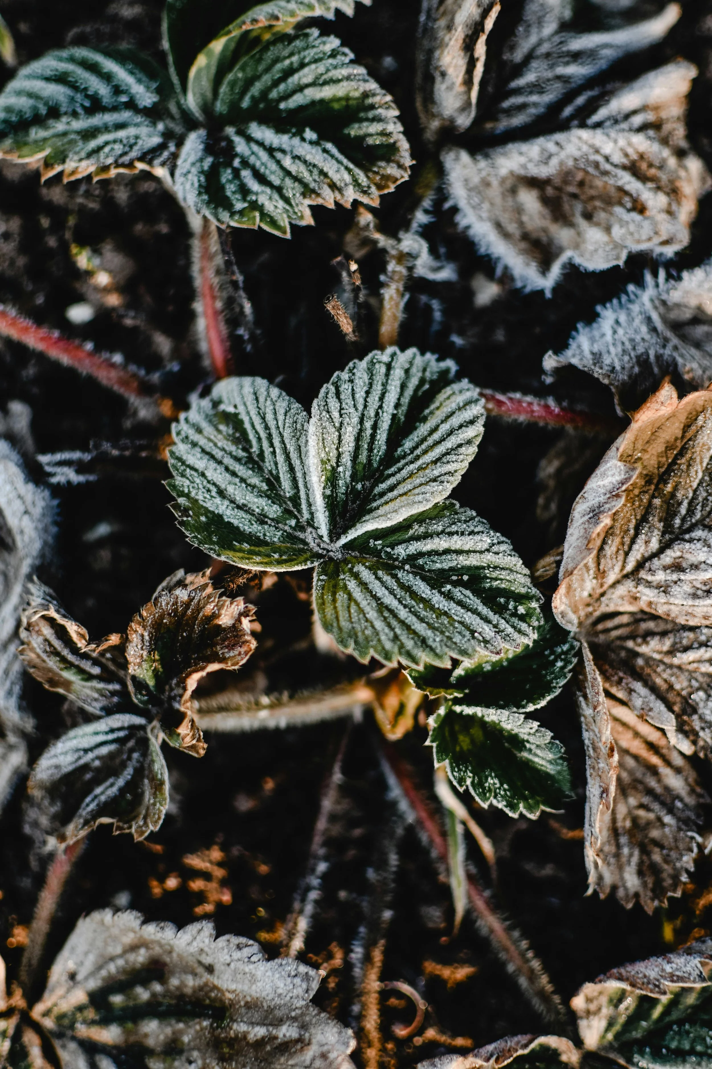 When Food Stopped Following the Seasons