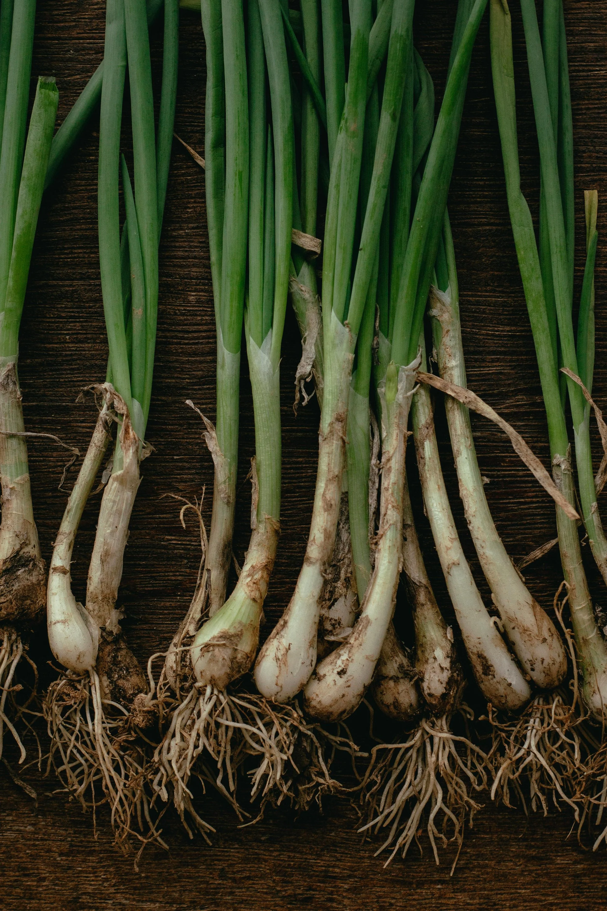 Green onions with roots and soil, fresh out of the ground