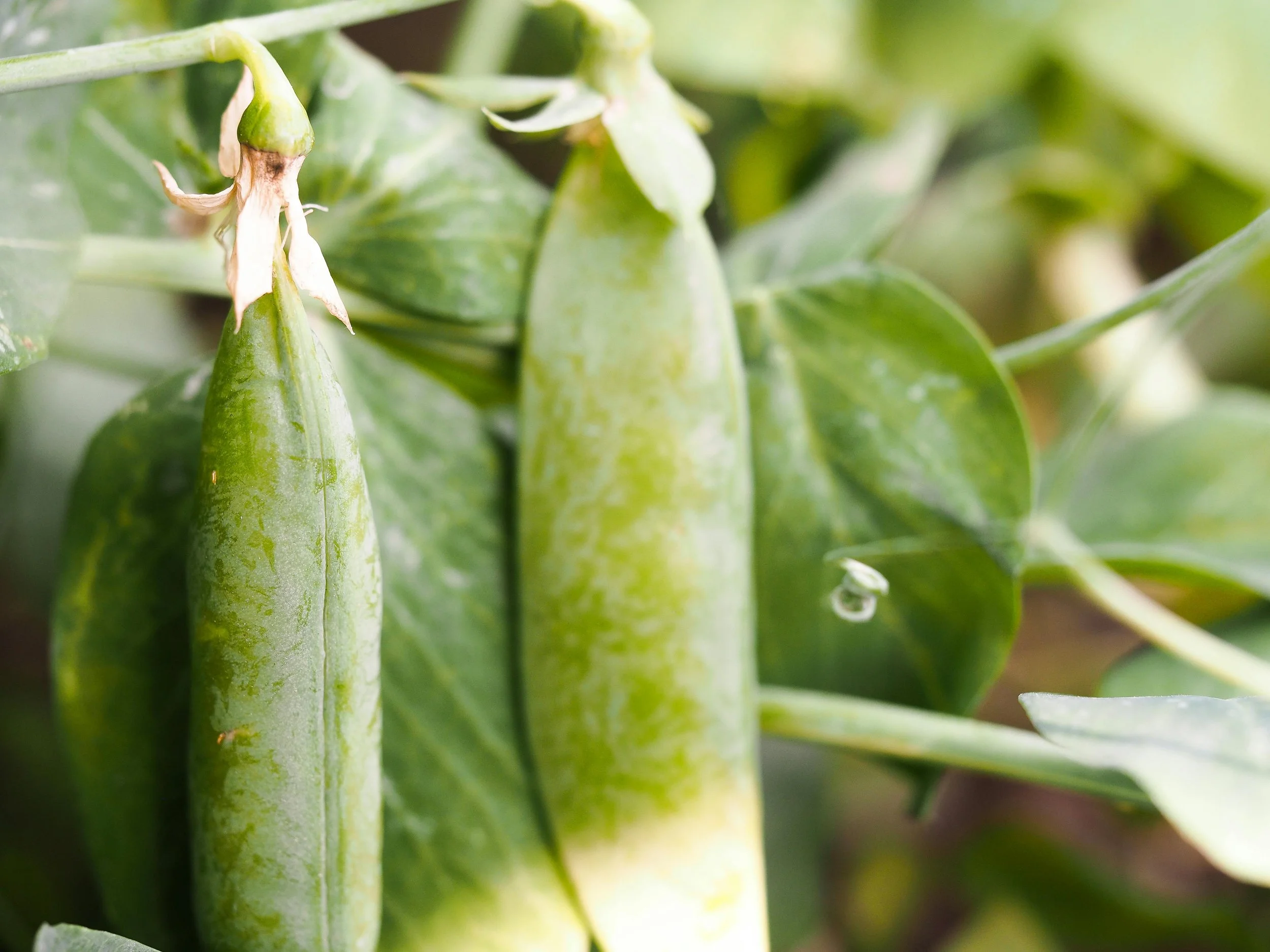 Pea pods on the vine - fresh spring produce