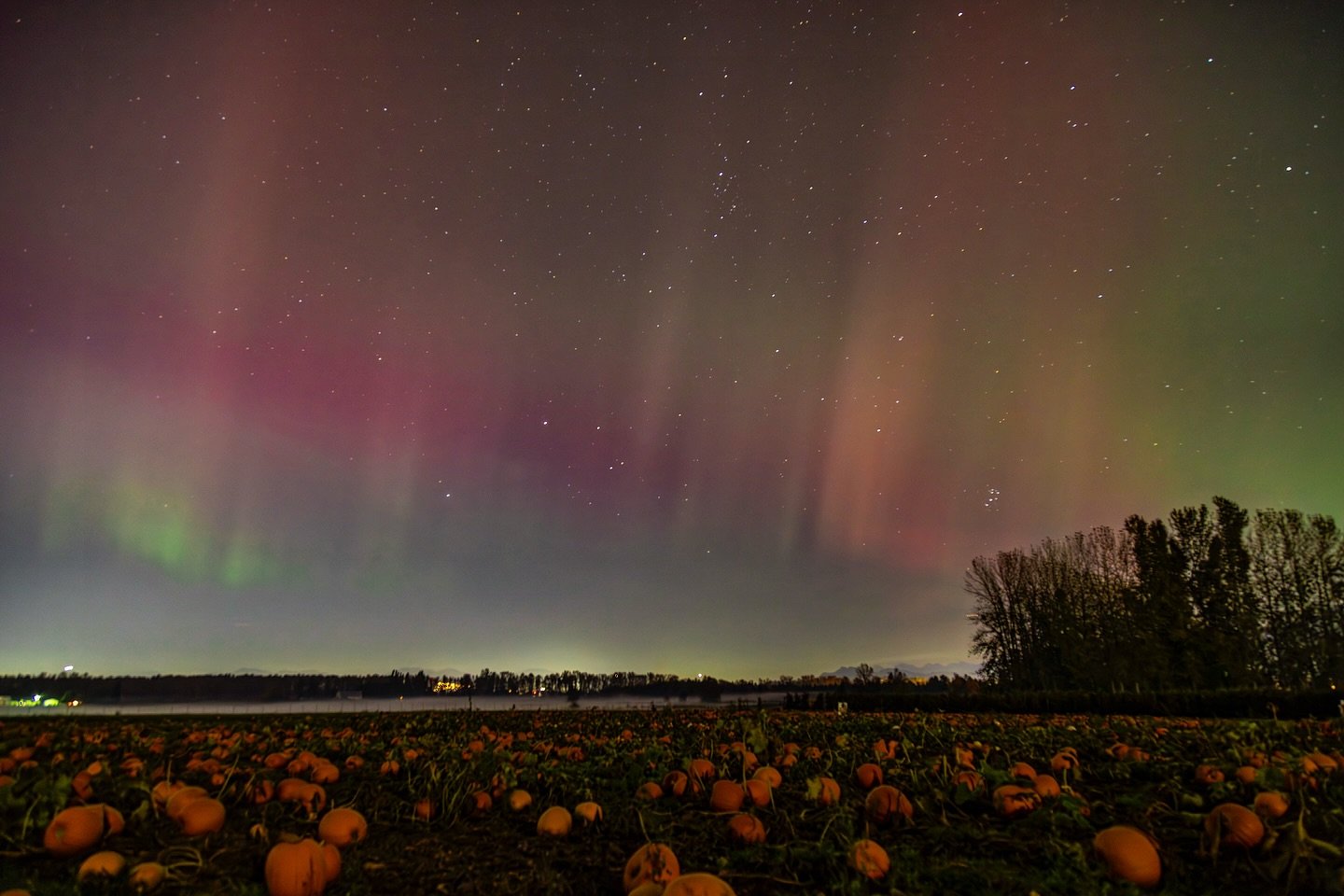 Aurora&lsquo;s dancing over the pumpkins