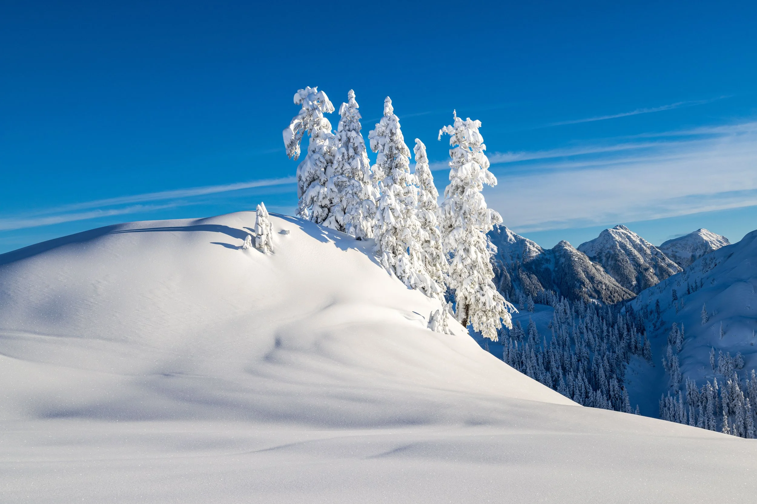 Digital Download: Snowy Mountain Trees
