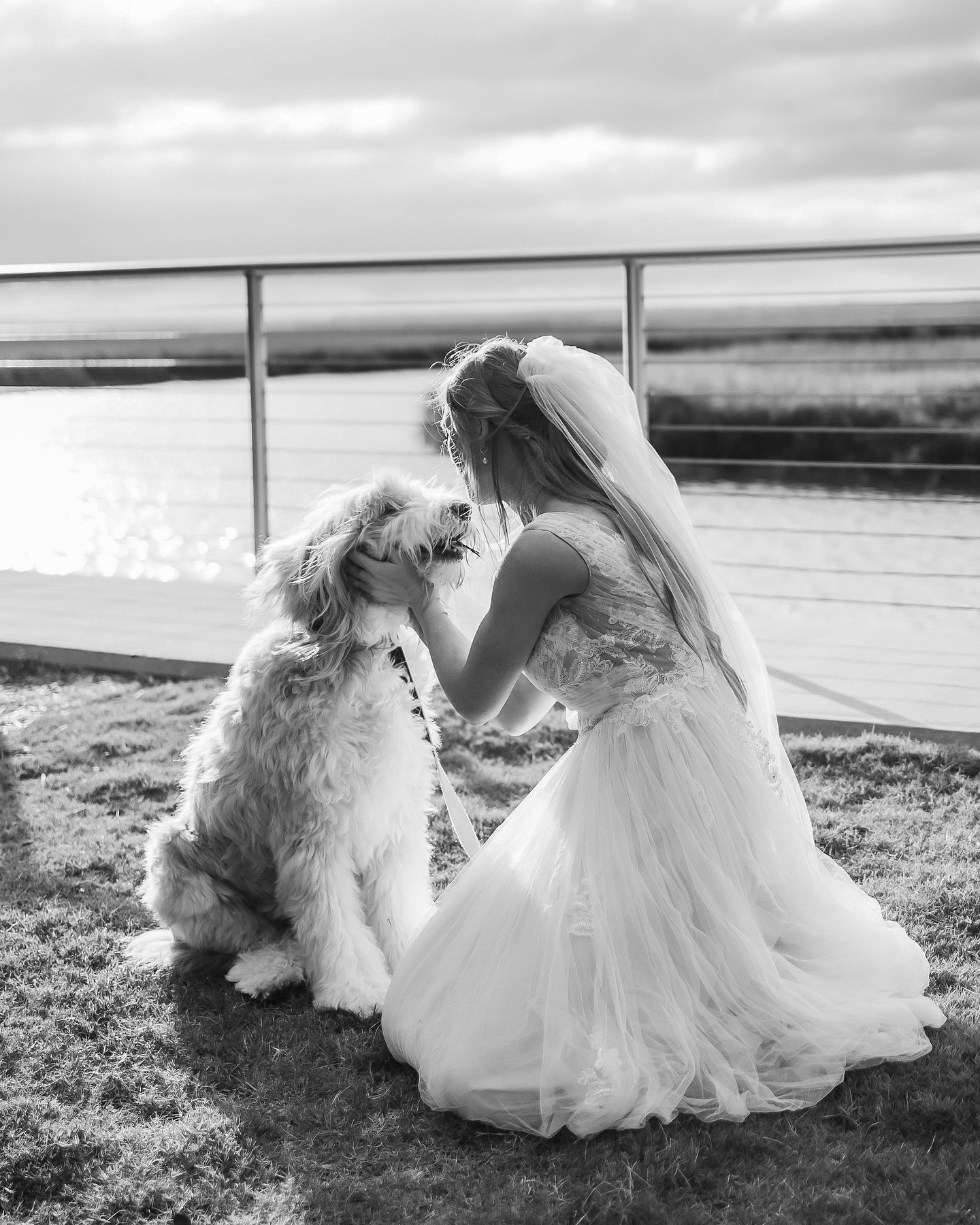 Dog Moms: the real MVPs of weddings! We love to see your fur babies steal the spotlight! 🐶💕 #daresayweddings #weddingphotography #dogmom #pawrents