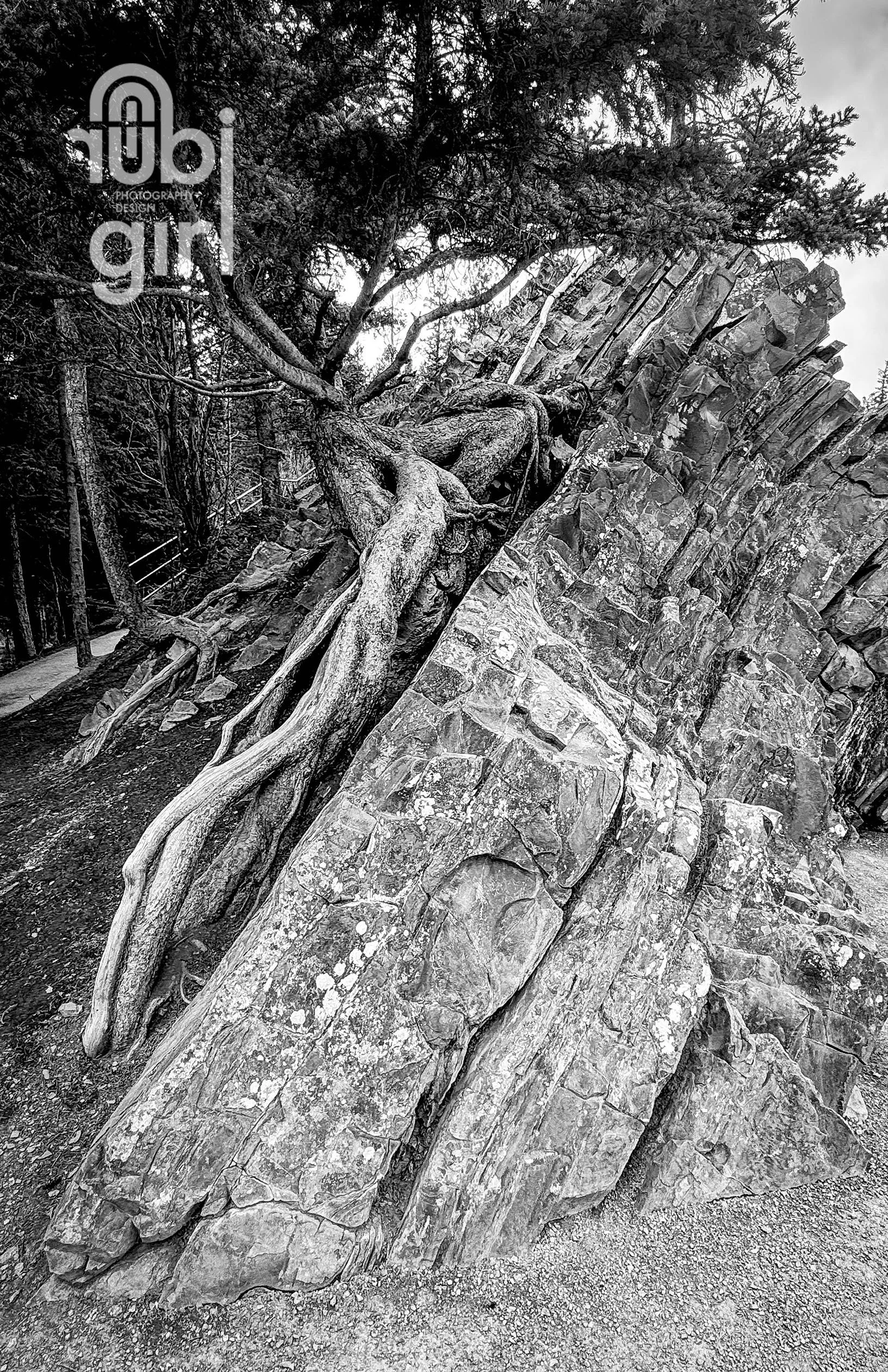 diagonal_tree_tn.jpg