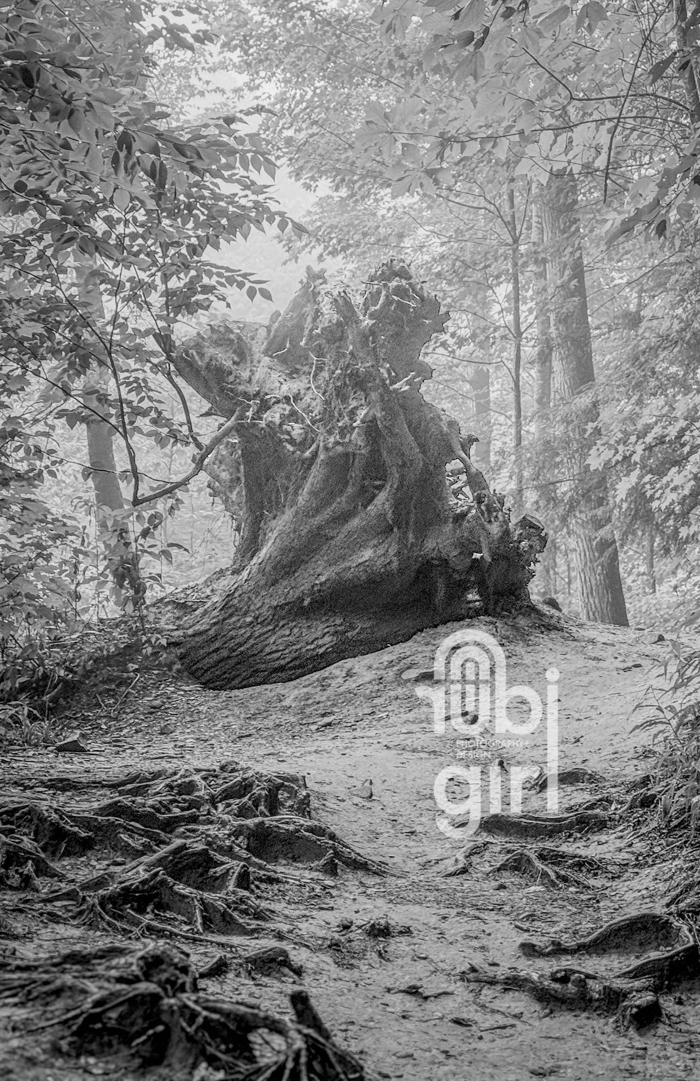 To The Root Of It