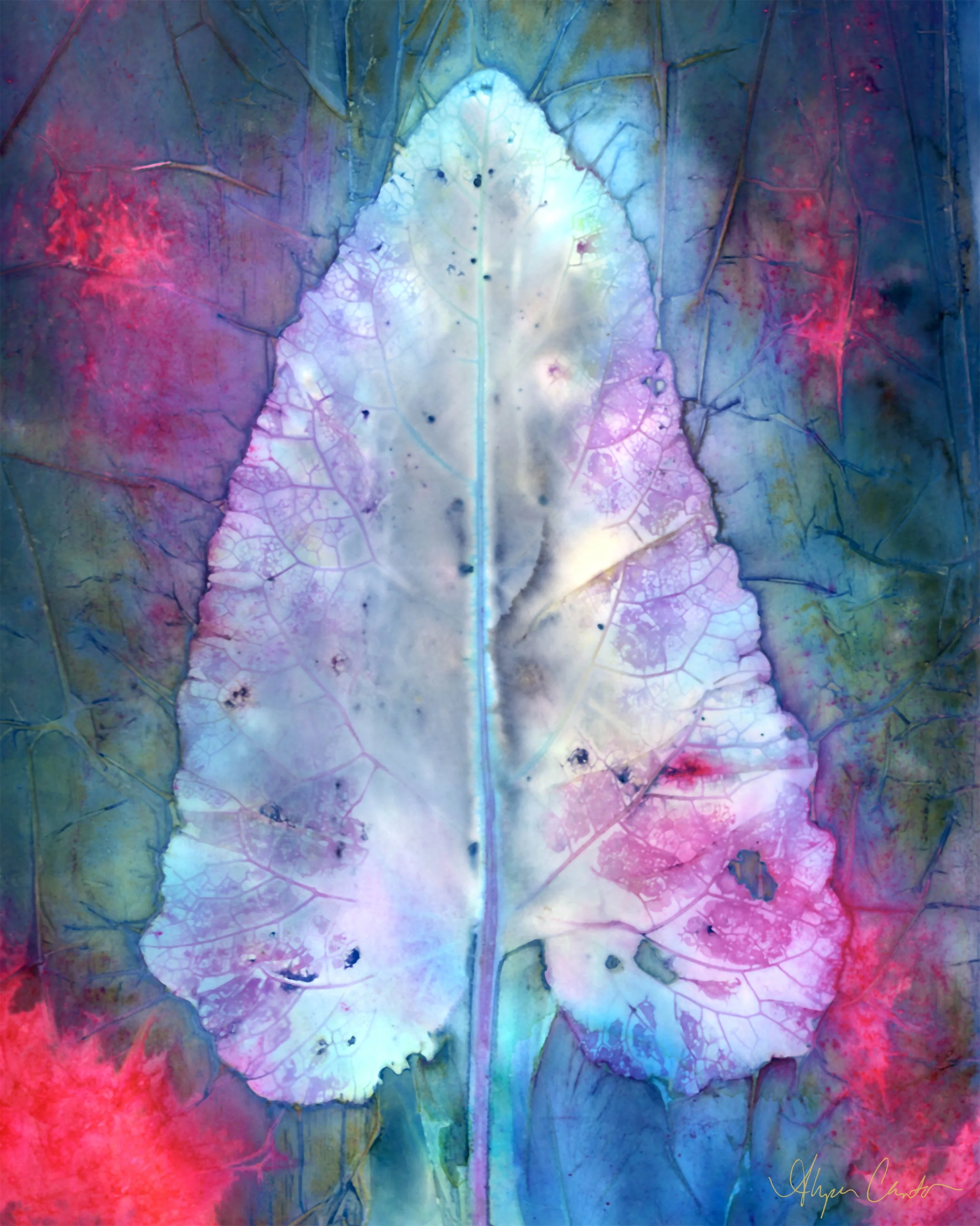 Detailed cyanotype of a large leaf with intricate white veins on a deep blue background, reflecting an organic and ethereal aesthetic.