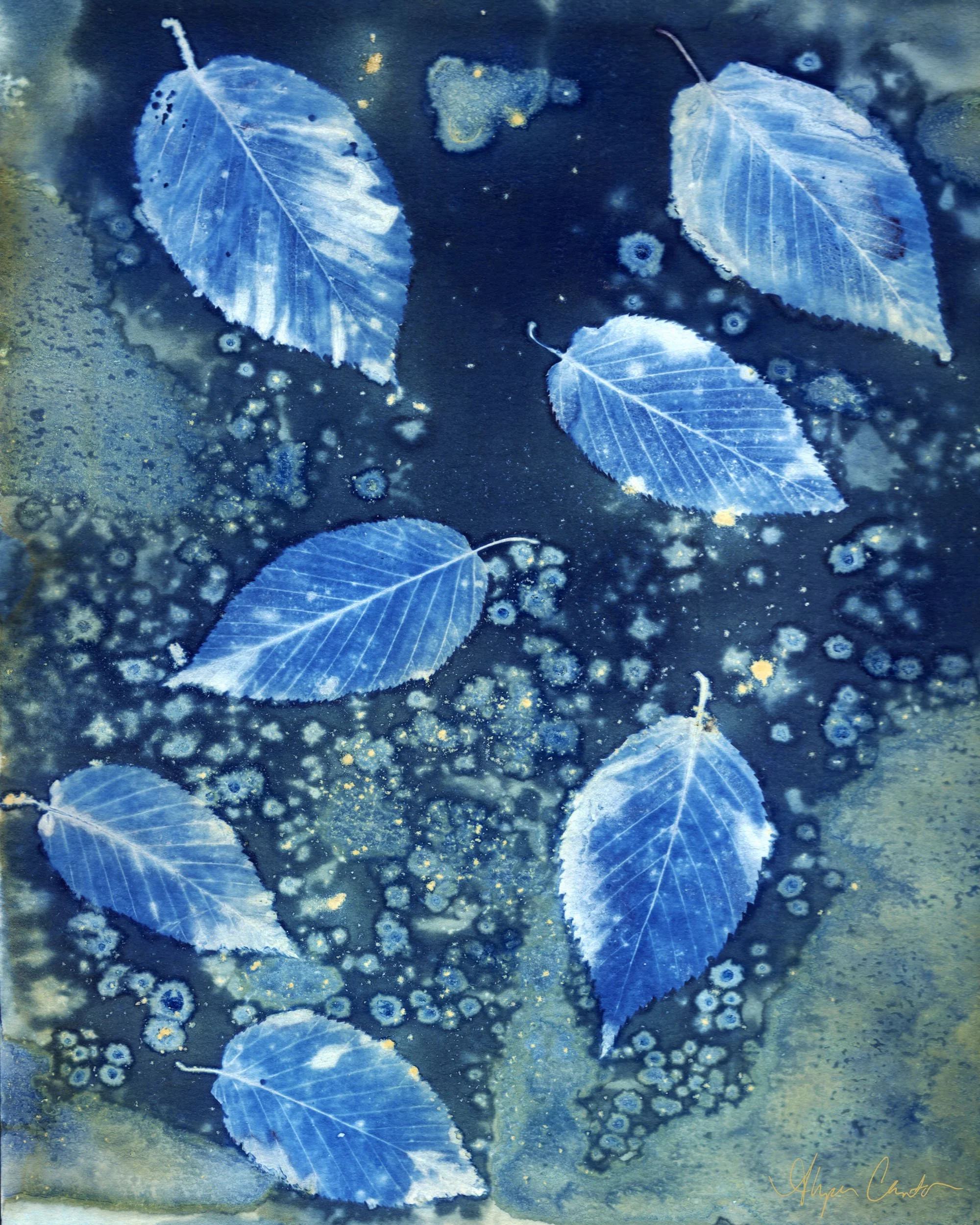 Beech Forest