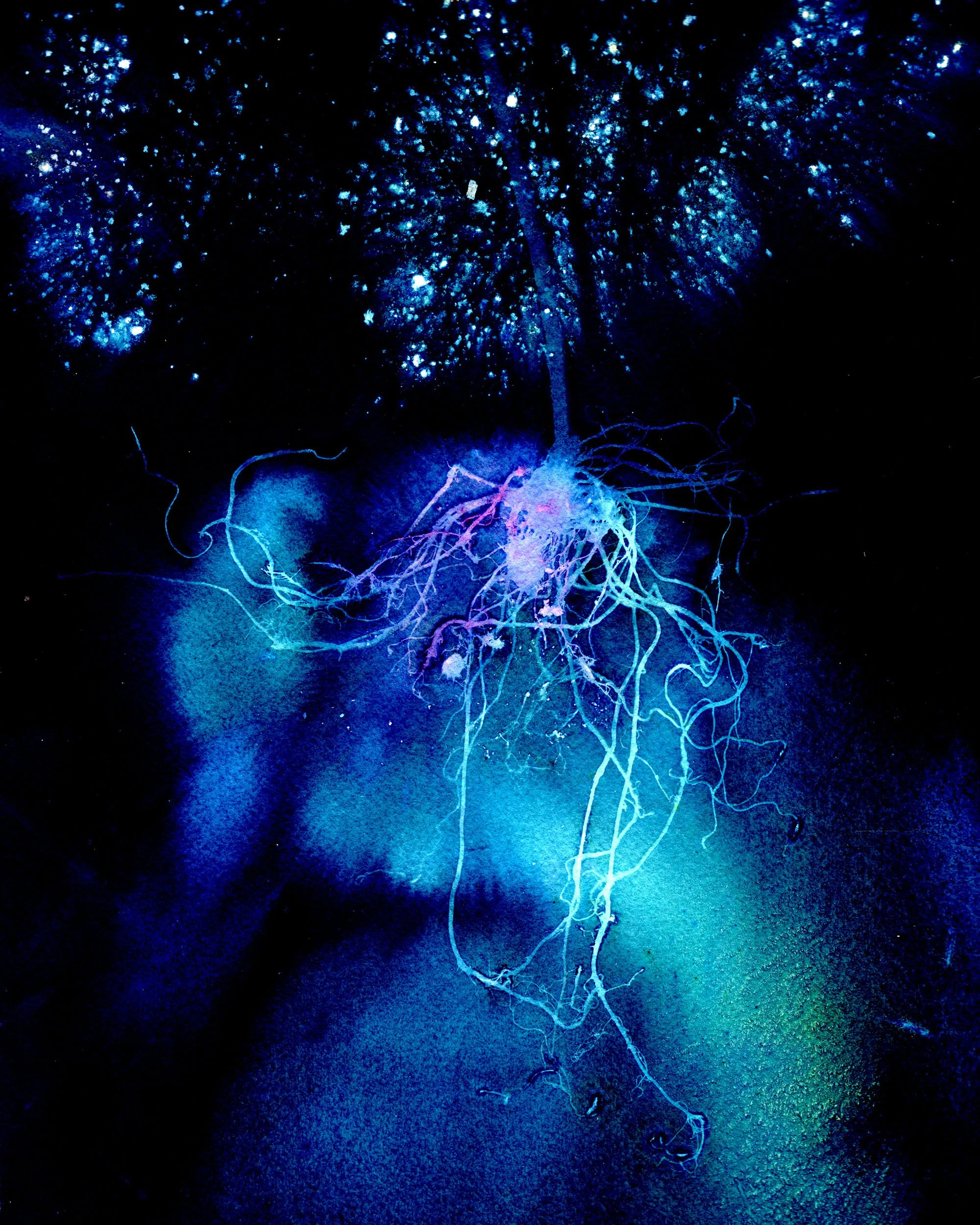 Cyanotypes
