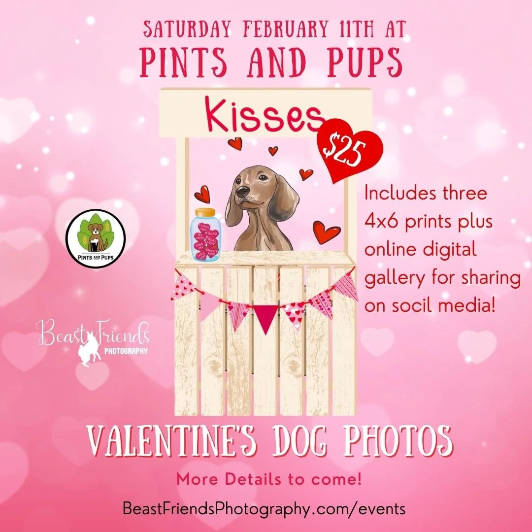 Valentine's Dog Photos at Pints and Pups in Everett