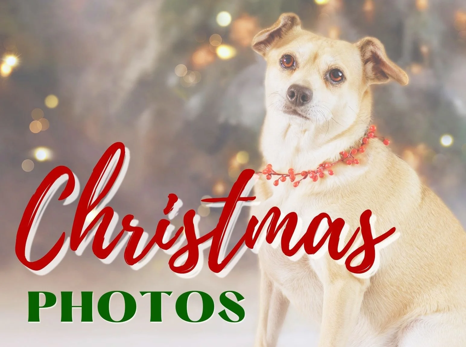 Christmas at A Barkery Unleashed
