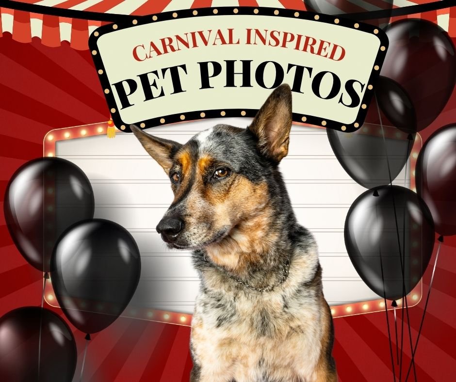 A Carnival Inspired Pet Photo Event at La Conner Pets.