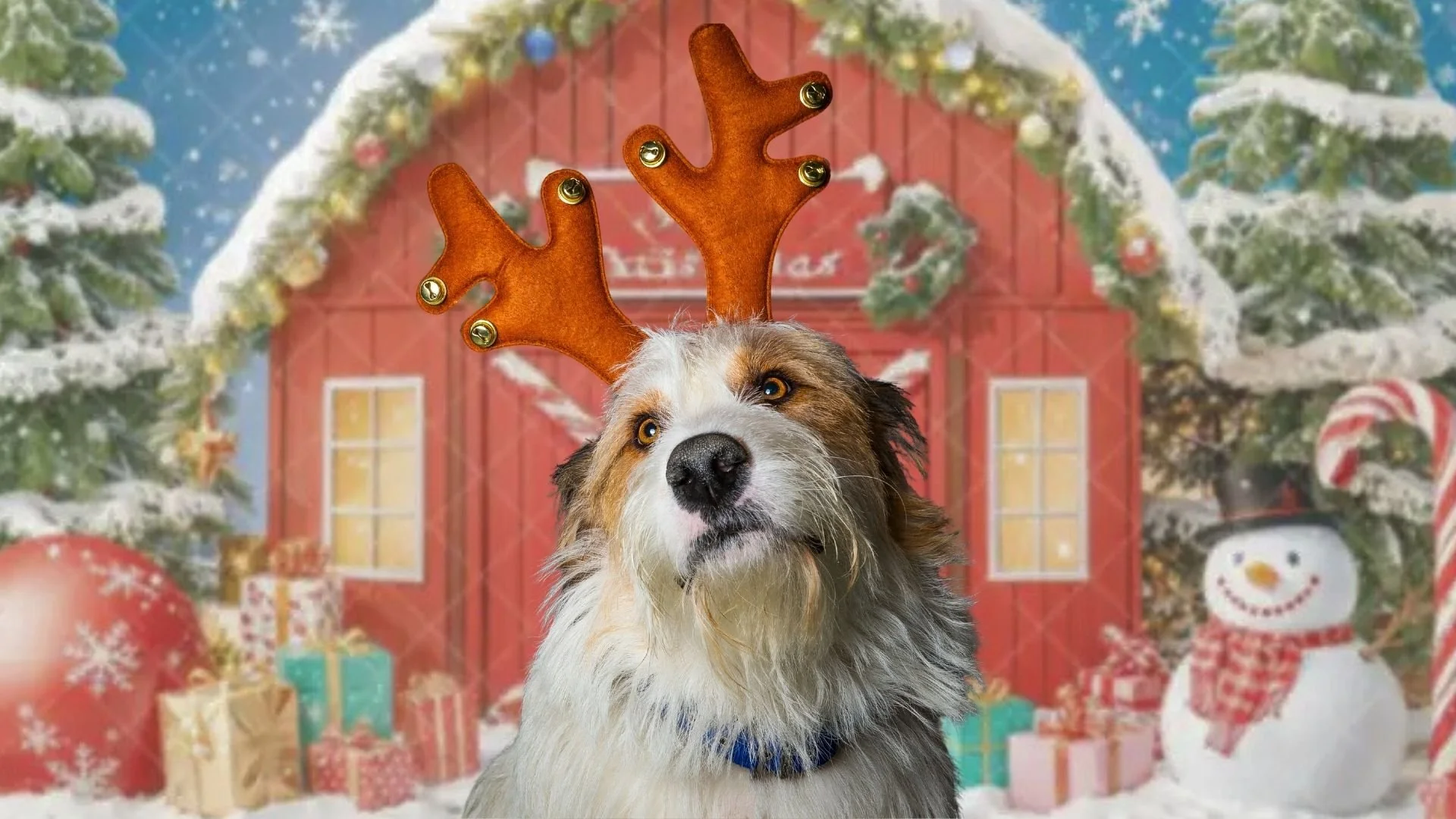 Pet Christmas Photos at Paddywack
