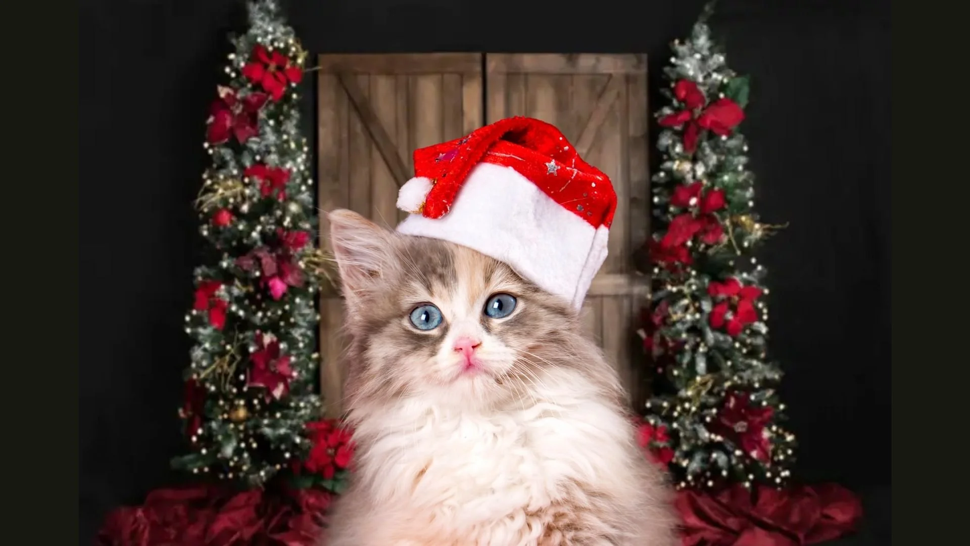 Pet Christmas Photos at A Barkery Unleashed