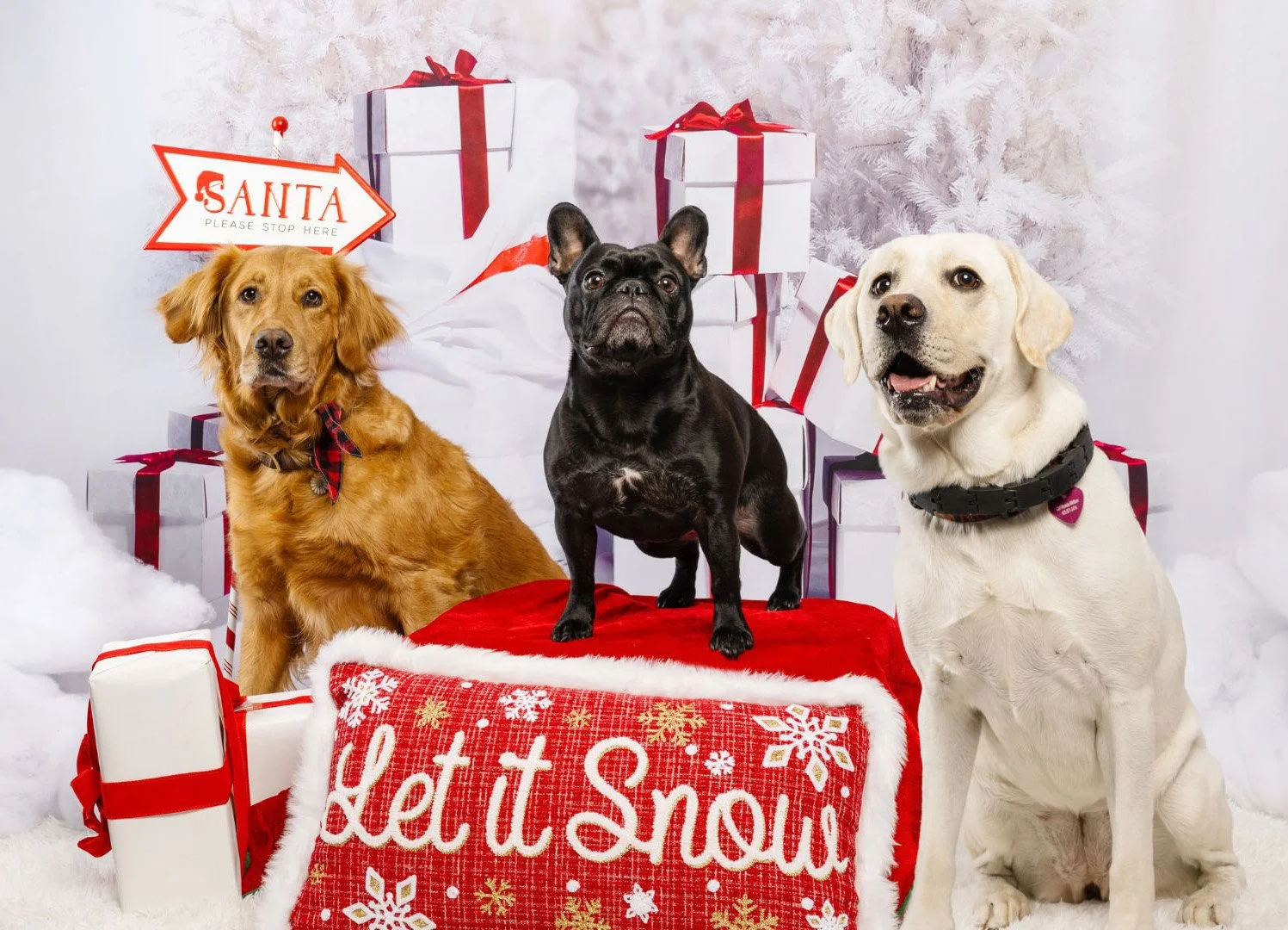 Christmas Pet Photos at Health Mutt in Seattle
