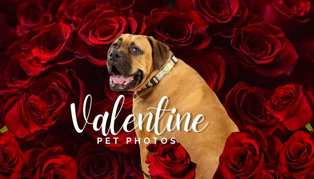 Valentine Pet Photos