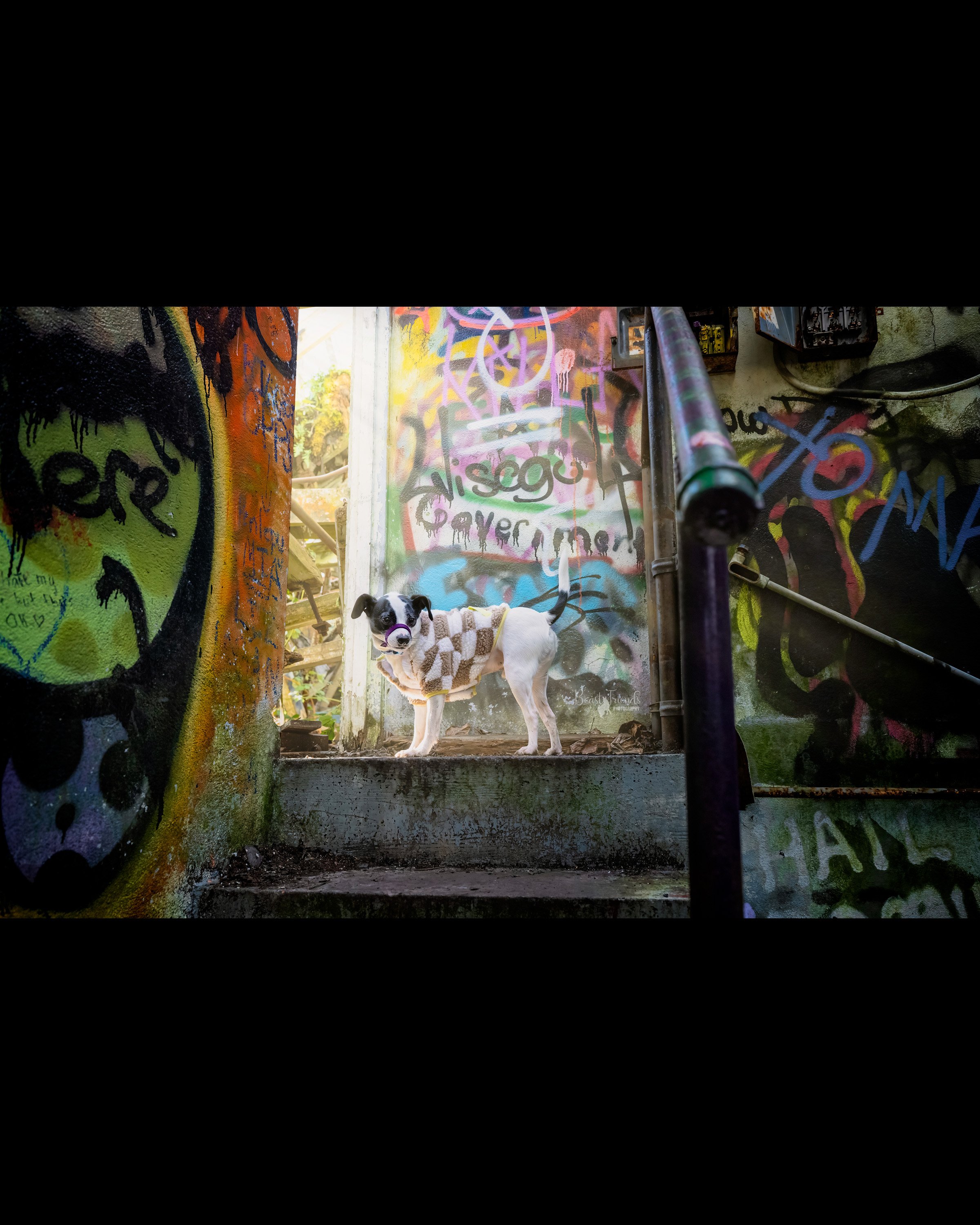 A Ghost Town Doggy Adventure