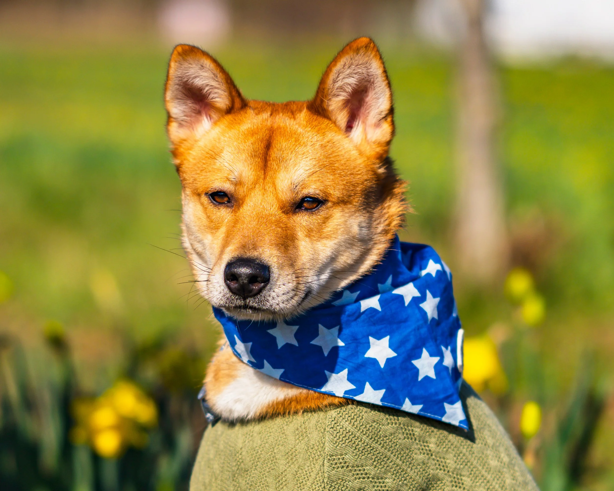 Daffodils, Dogs, and Tulips, Oh My!