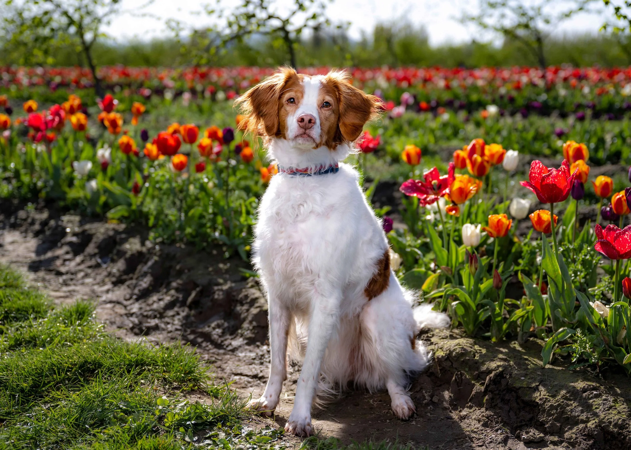 Bow Meow Wow Ball at Tulip Town