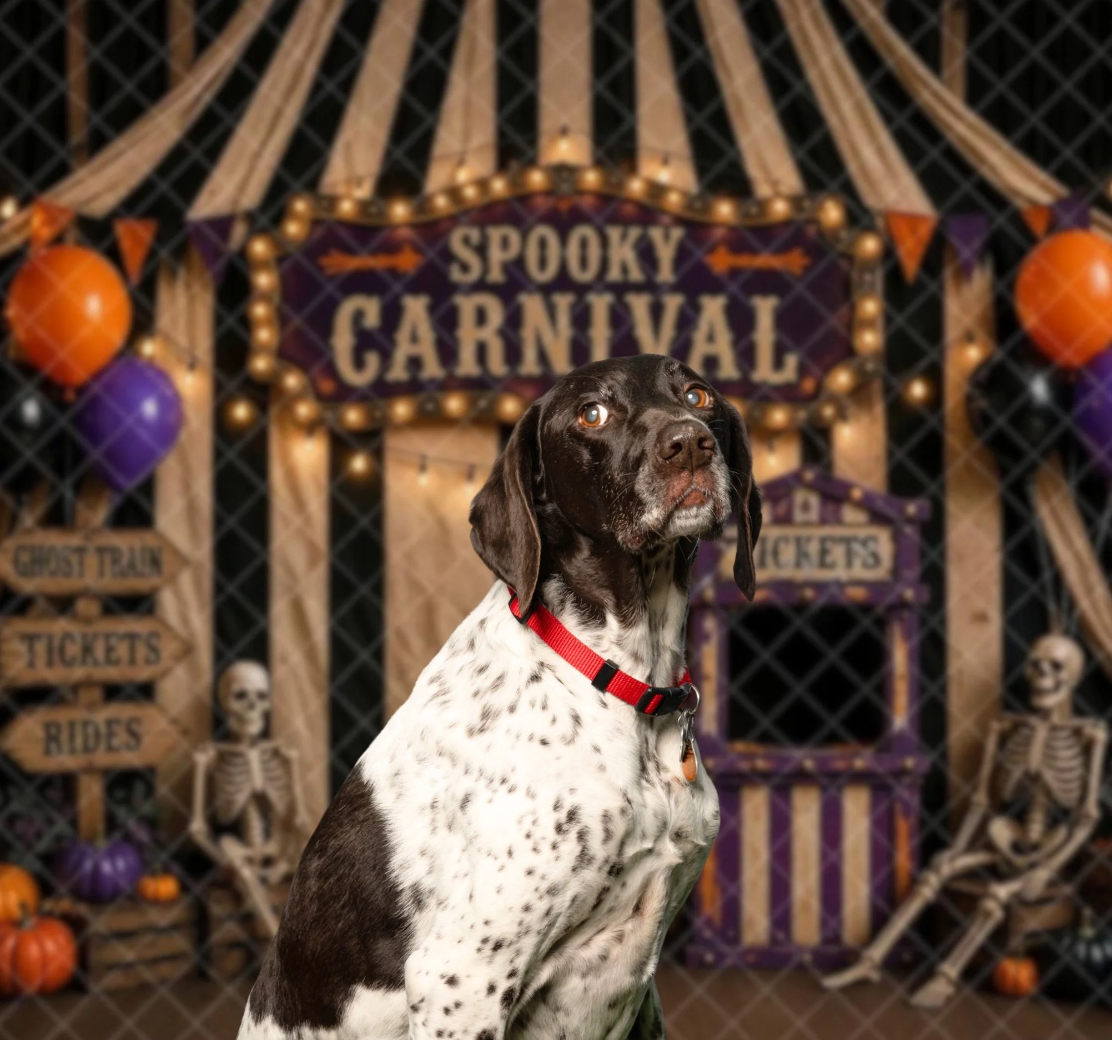 Halloween Pet Photos at Paddywack