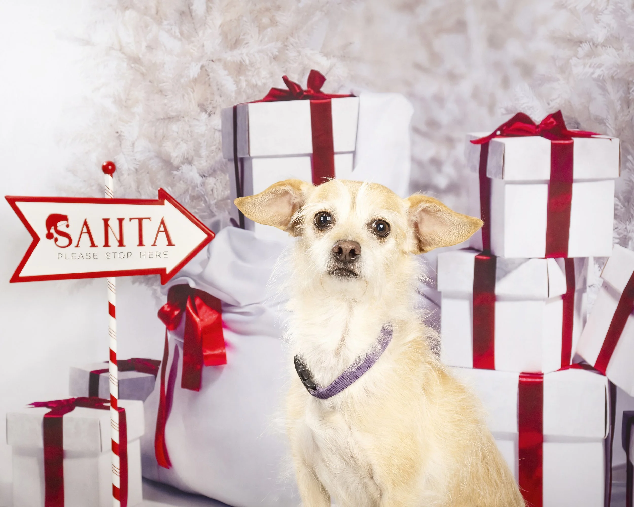Christmas Pet Photos at La Conner Pets