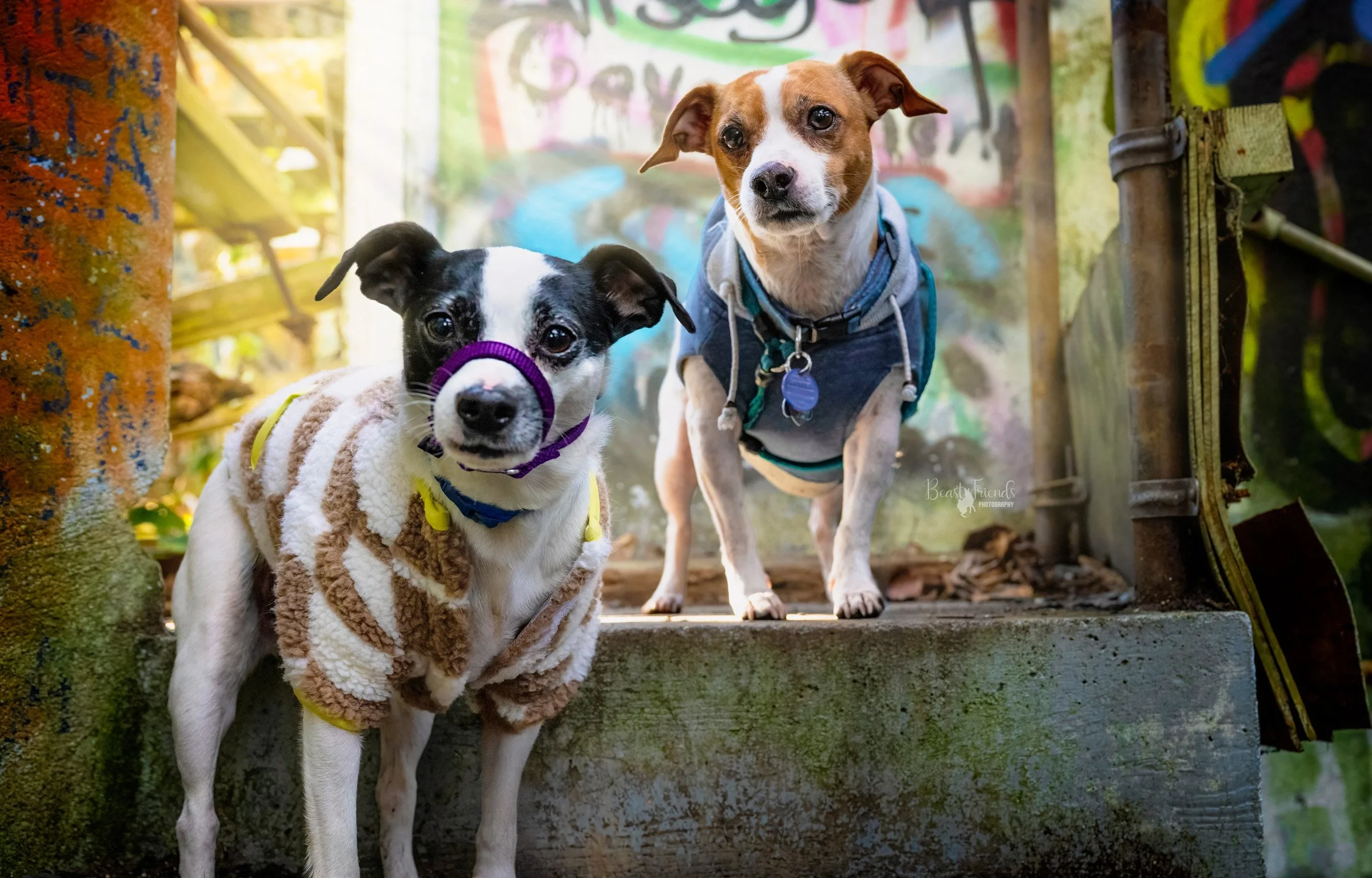 Dogs standing in front of graffiti walls at Northern State Ghost Town.