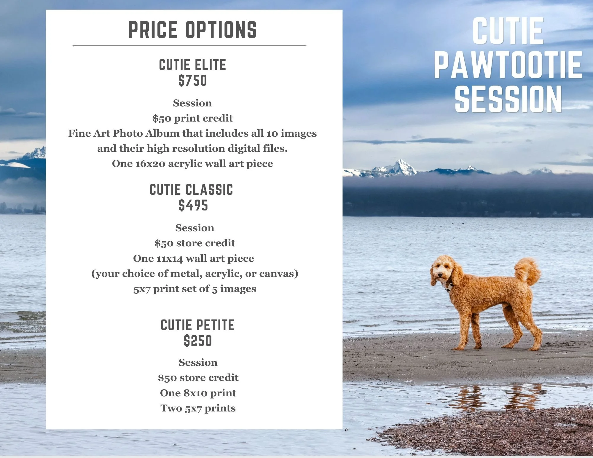A dog on a Camano Island beach in the Puget Sound area.
