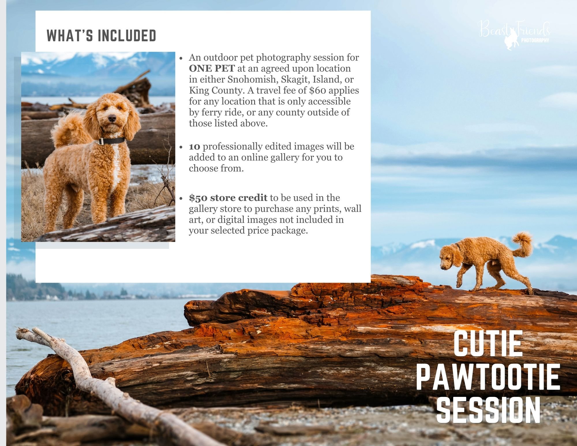 A Golden Doodle at the Iverson Beach on Camano Island.