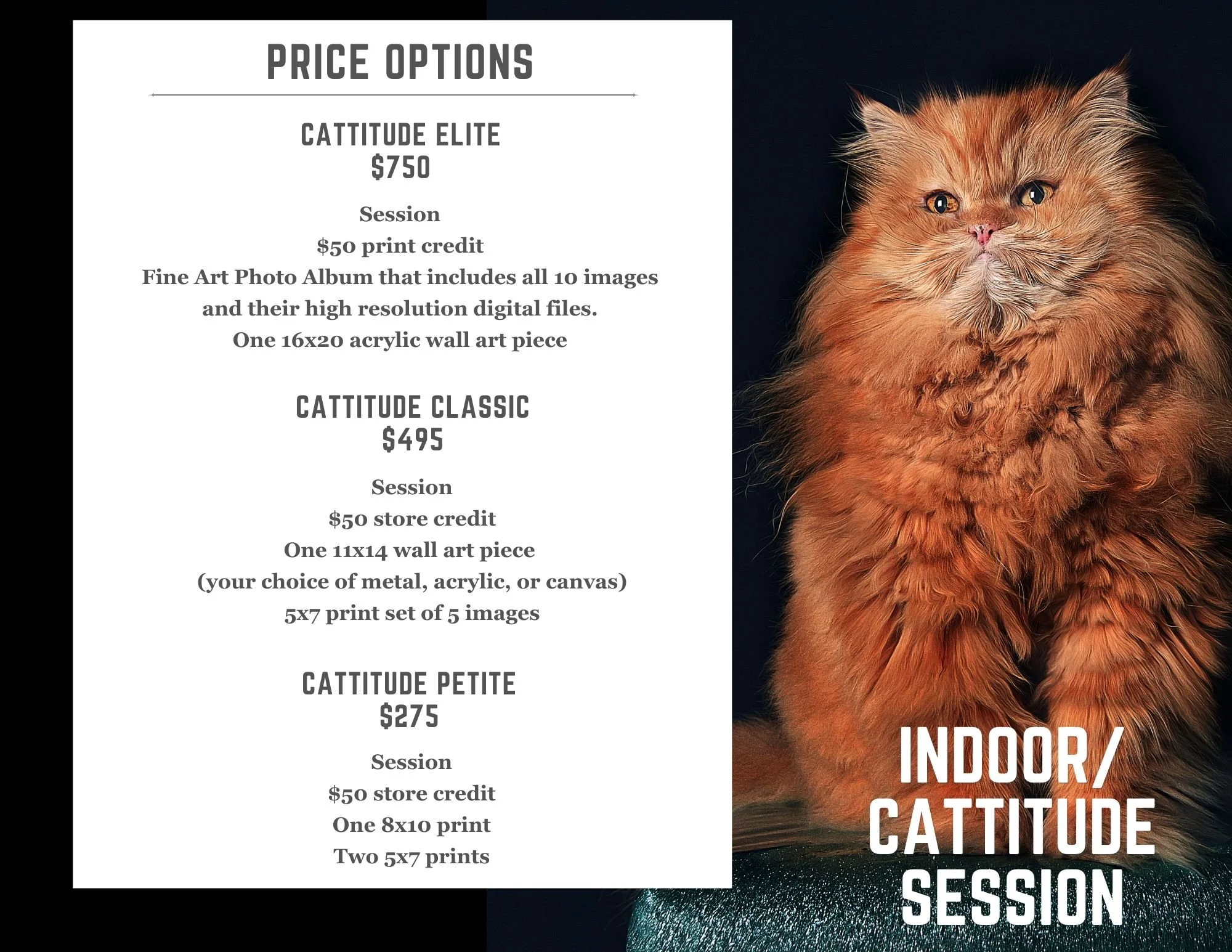 A ginger Persian cat posing for a photoshoot.