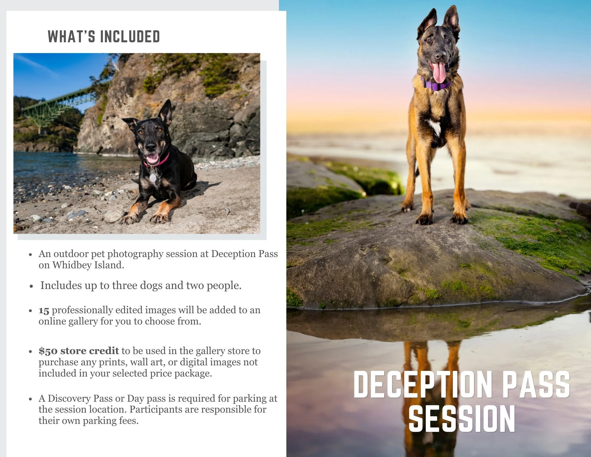 Dogs posing along the shores of Deception Pass