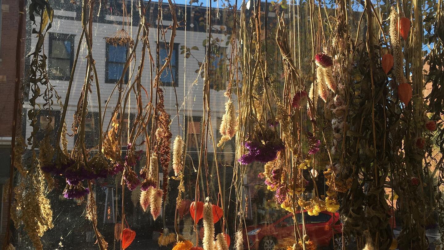The dried flowers in our window are a collaboration from @lilybruderzal &lsquo;s flower farm, @mumbetsfreedomfarm &amp; local nurseries and flower gardens around the way. We have gift certificates for sale for Acupuncture, Energy Work &amp; Tui Na ma