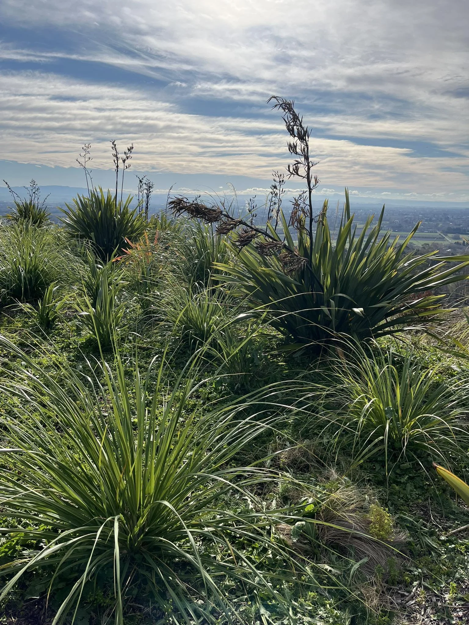 Native plants overlooking the Hawke’s Bay landscape as part of an ecological restoration project