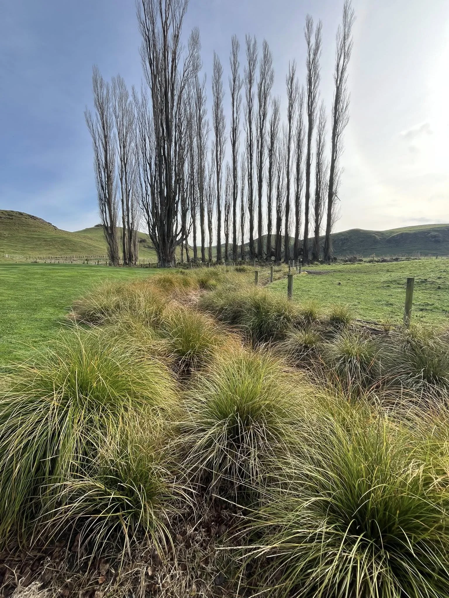Native planting alongside a Hawke’s Bay stream to protect waterways and improve biodiversity