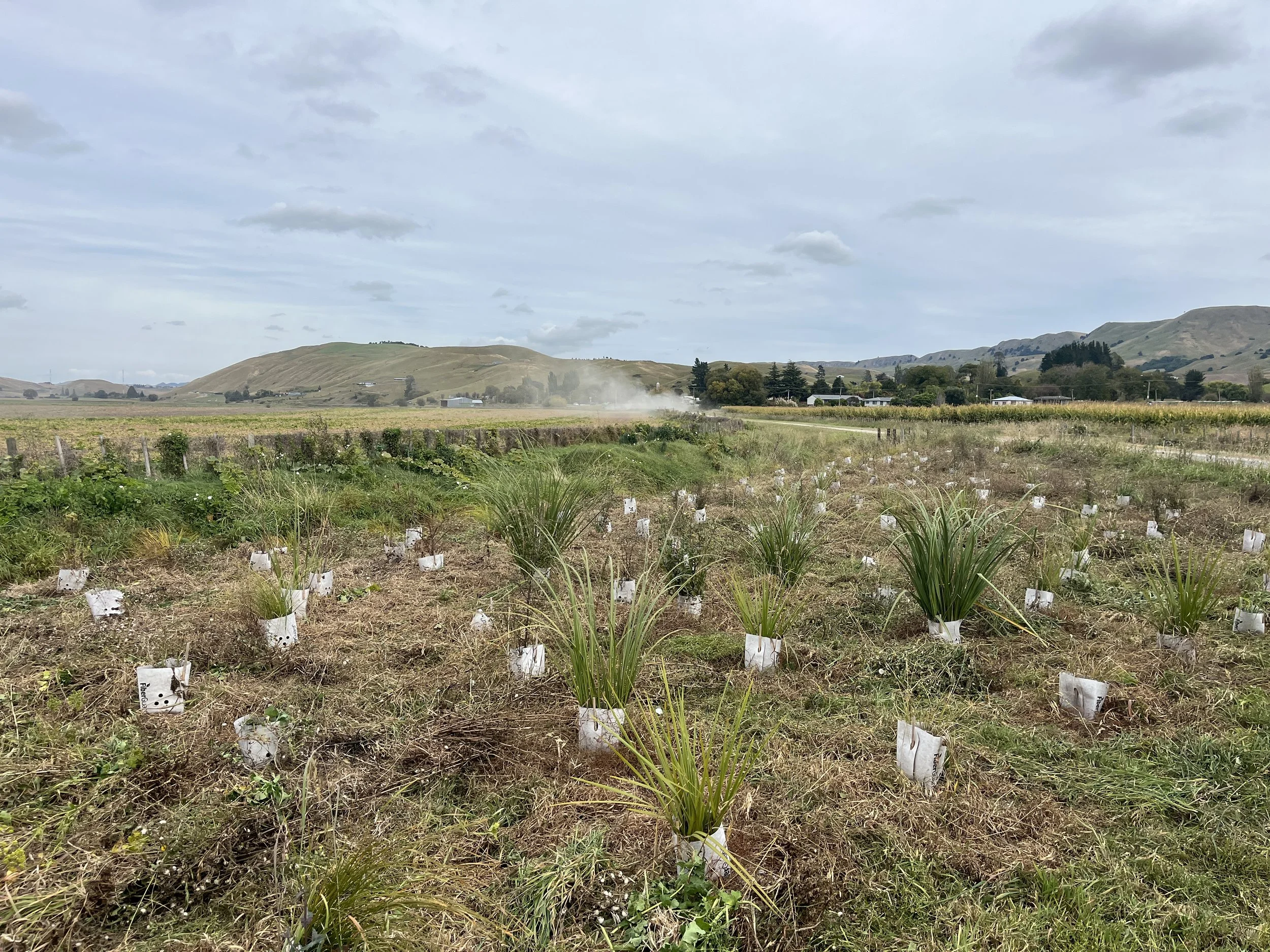 How to Clear an Overgrown Section in Hawke’s Bay