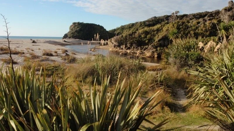 Best Native Plants for Coastal Hawke’s Bay Conditions