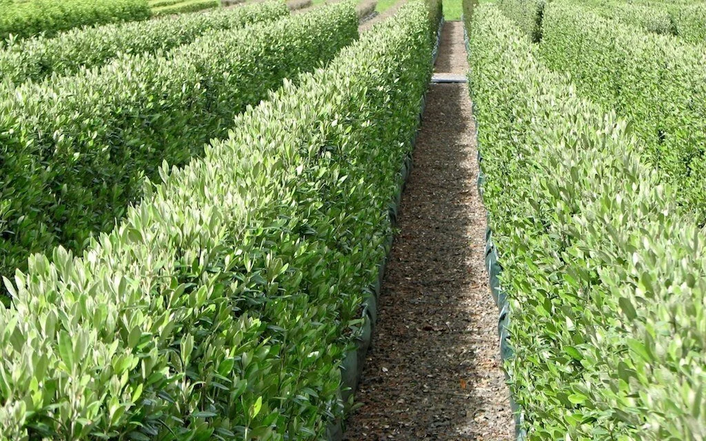 Why Now Is the Best Time to Plant and Establish a Native Hedge in Hawke’s Bay