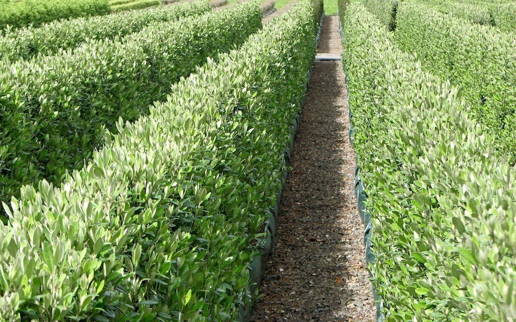 Corokia native hedge plant forming a dense low hedge in Hawke’s Bay garden