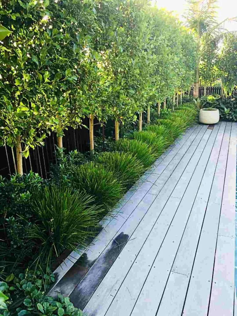 Titoki pleached hedge providing light screening above fence line in Hawke’s Bay landscape