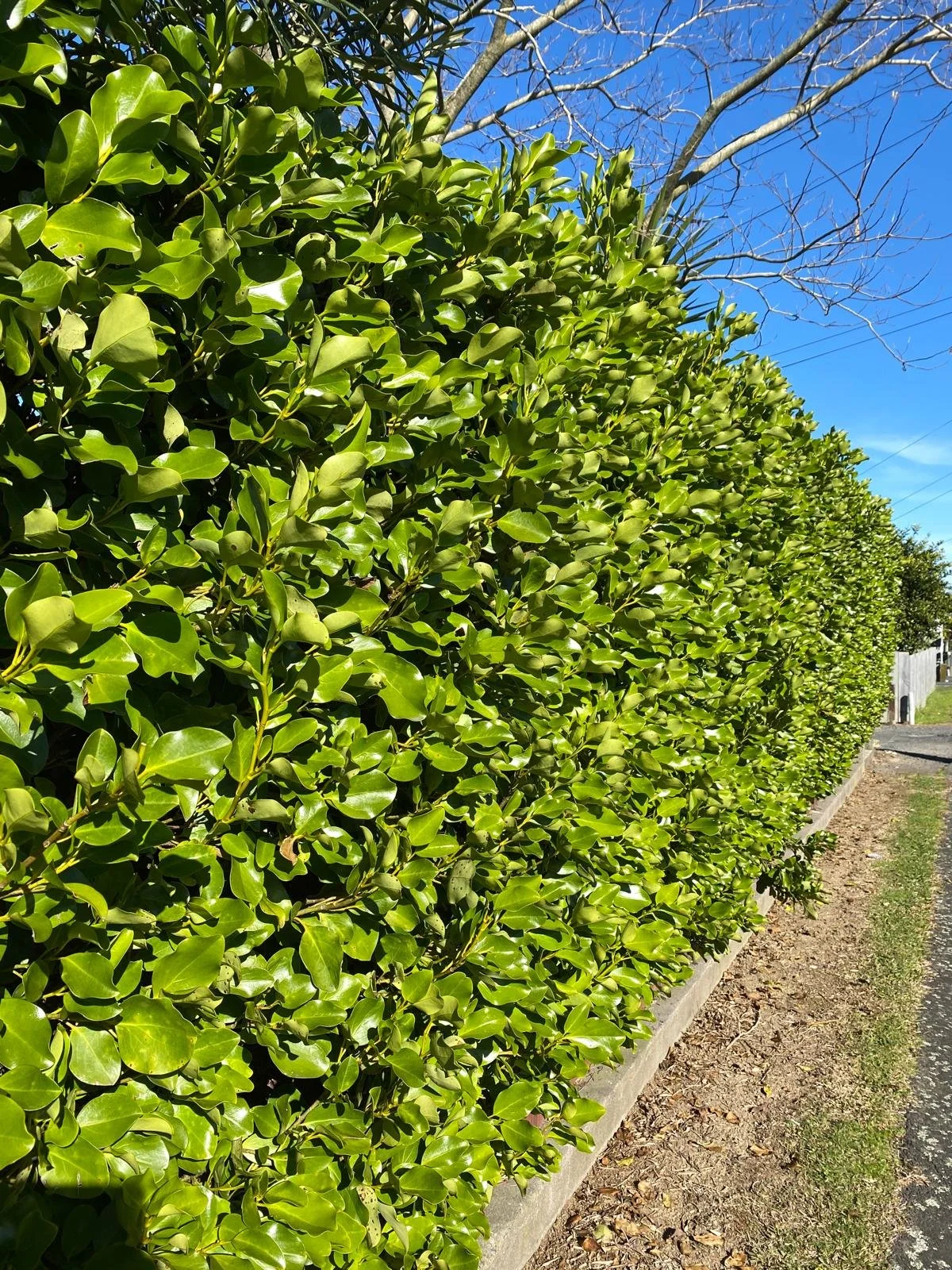 Griselinia hedge with bright green dense foliage used for privacy screening in Hawke’s Bay
