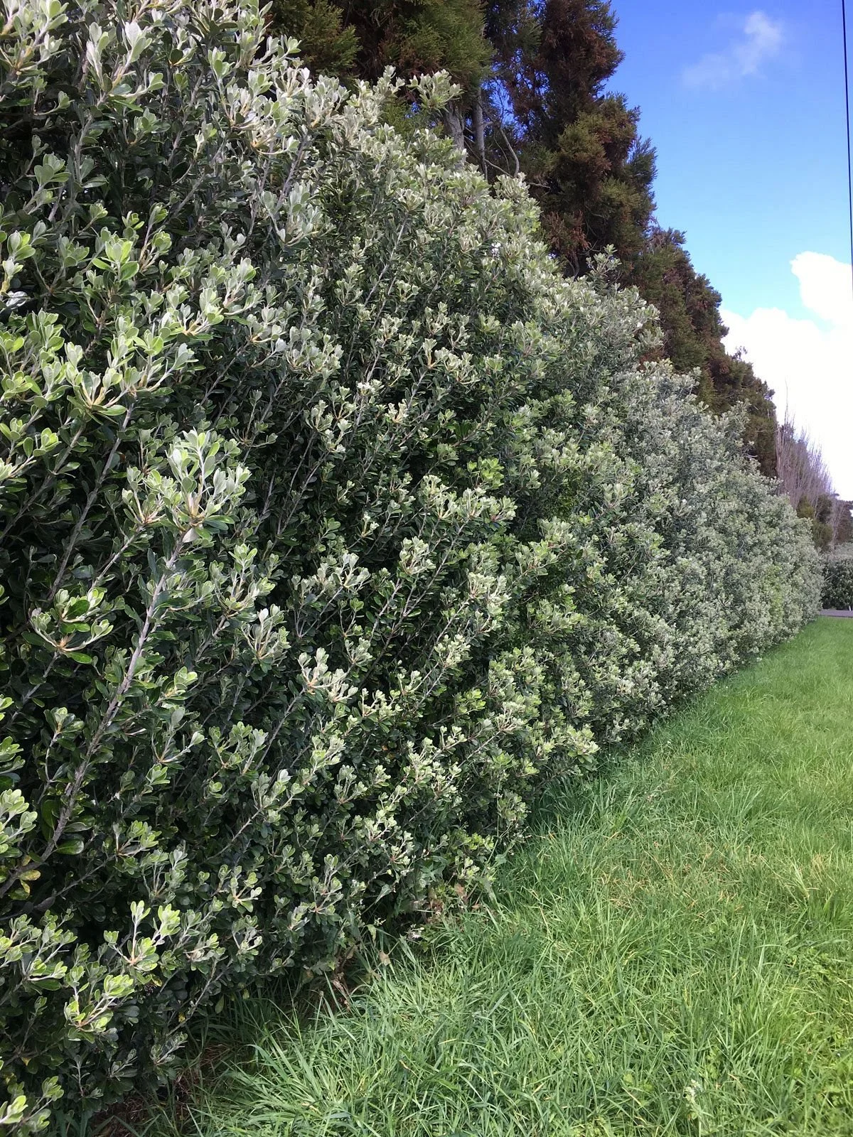 Karo native hedge plant with dense growth and small purple flowers in Hawke’s Bay planting