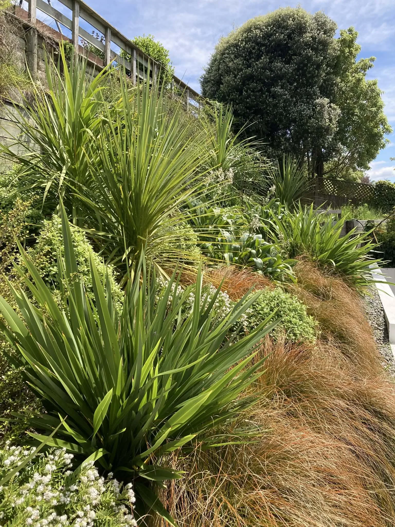 Native planting and ecological restoration project in Hawke’s Bay by Backyard Eco Landscapers