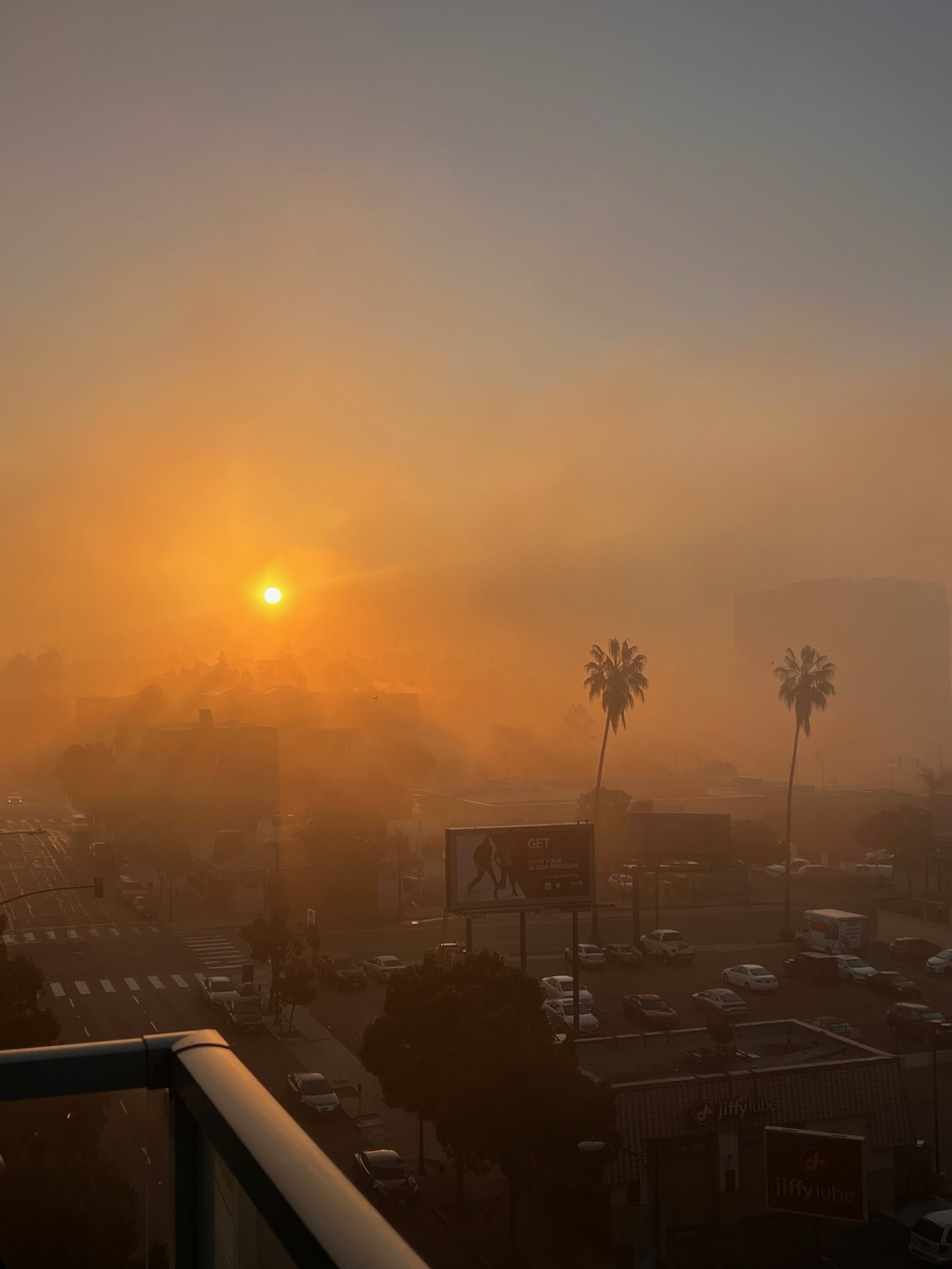 Palm Trees and Fog