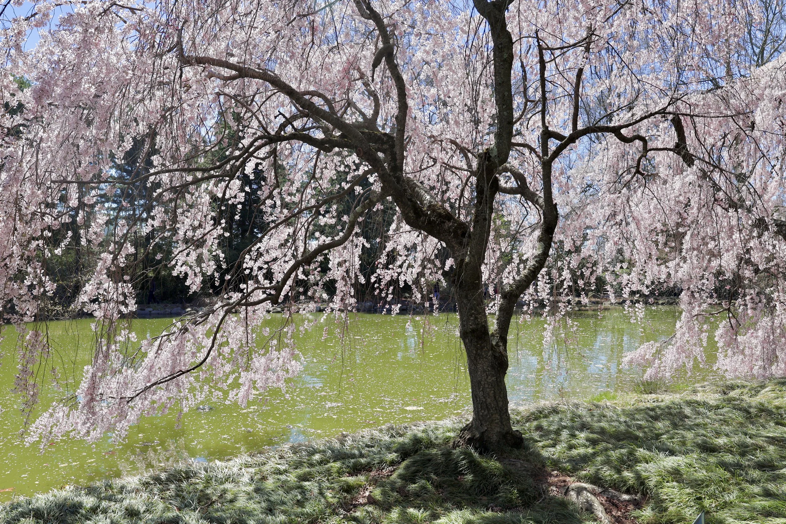 Brooklyn Botanic Garden