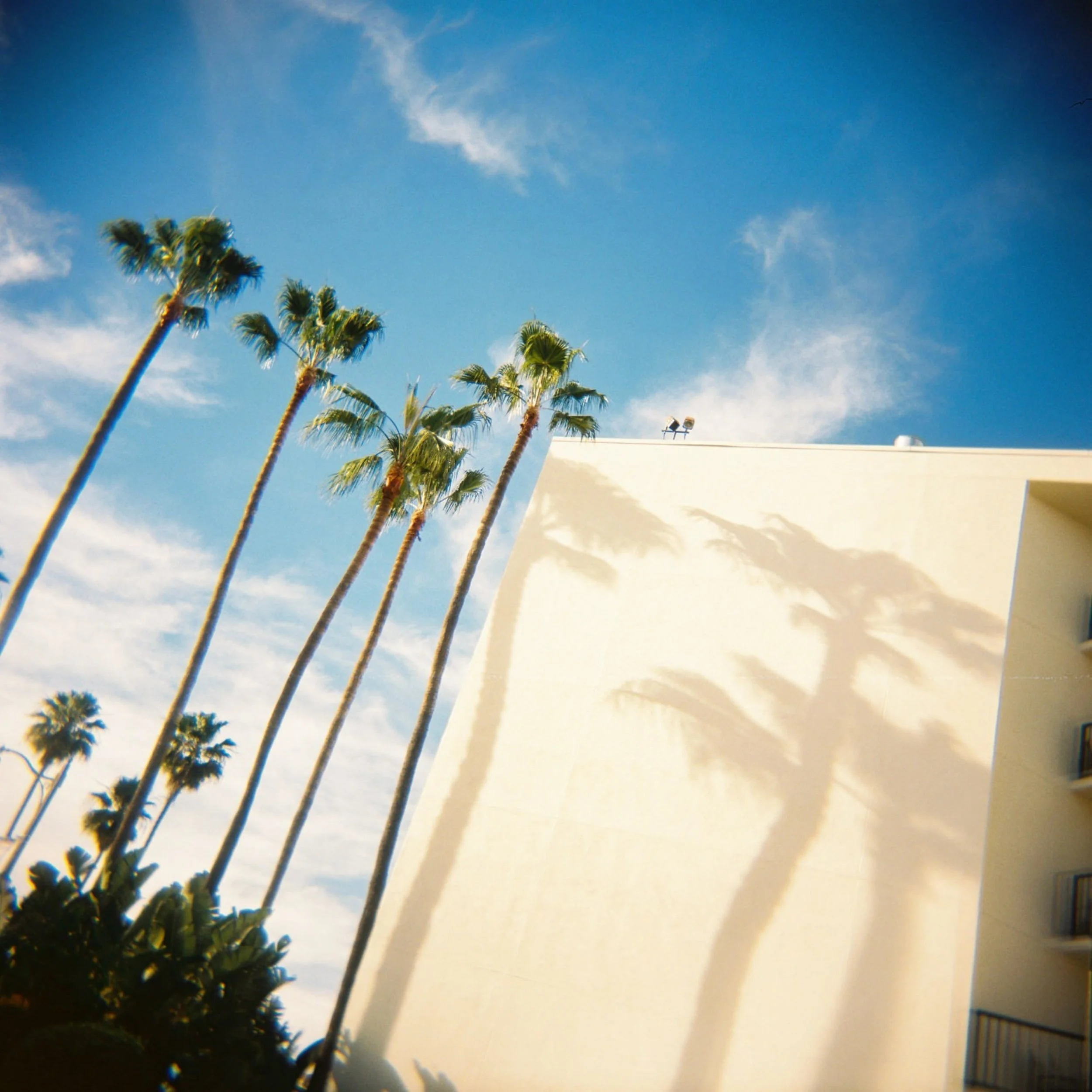 Just a little Holga magic on this #filmfriday ✨ captured by @michaelryu 🎞️