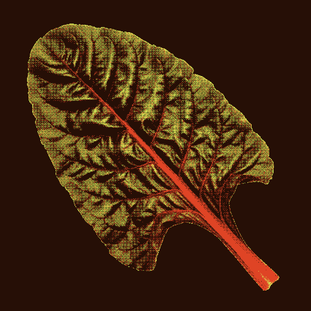 Field Notes: Swiss Chard