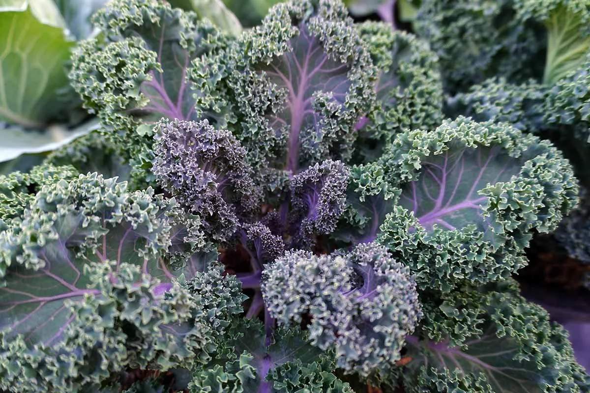 How-to-Grow-Kale-Feature.jpg