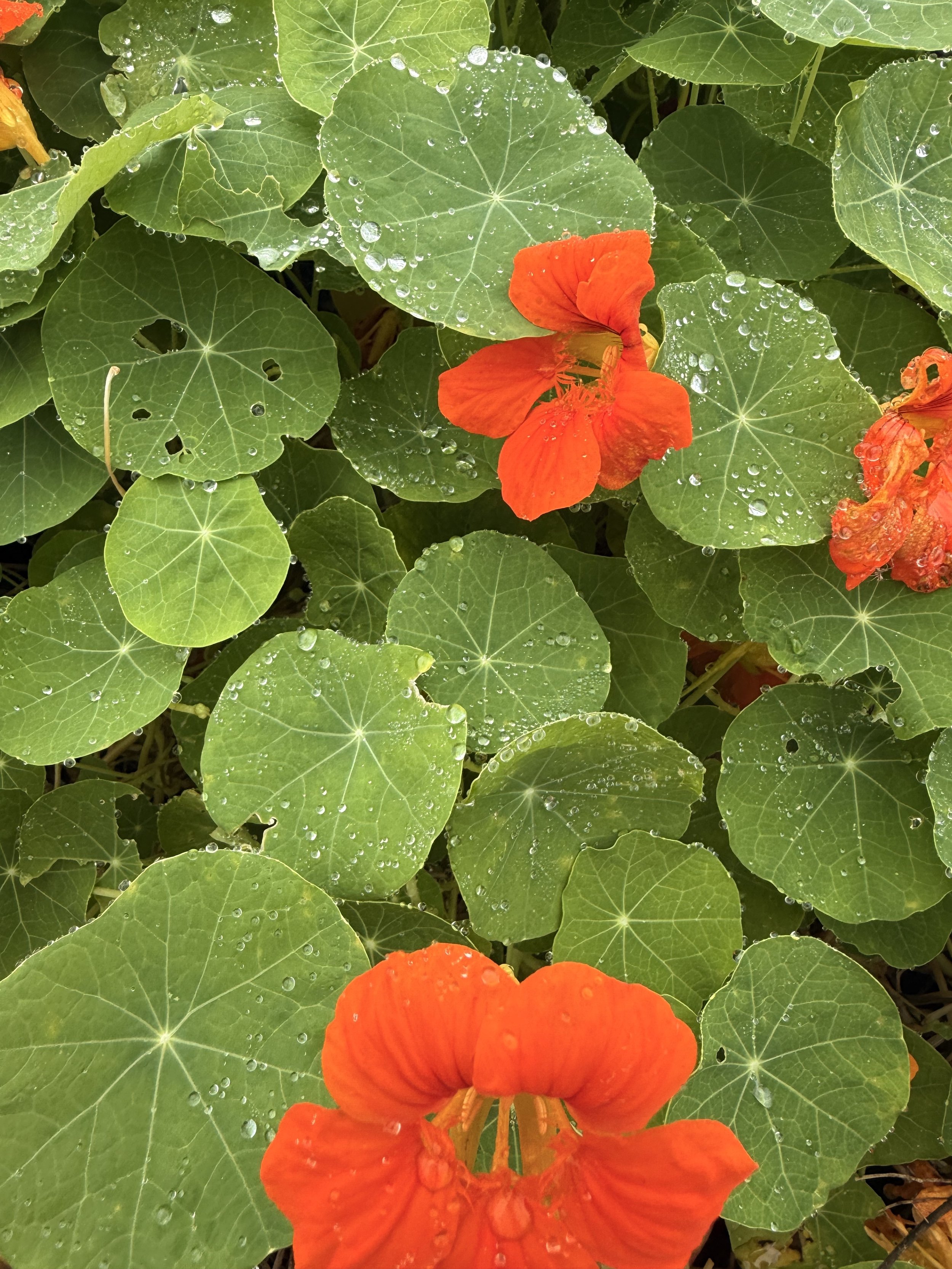 Get More: Nasturtium