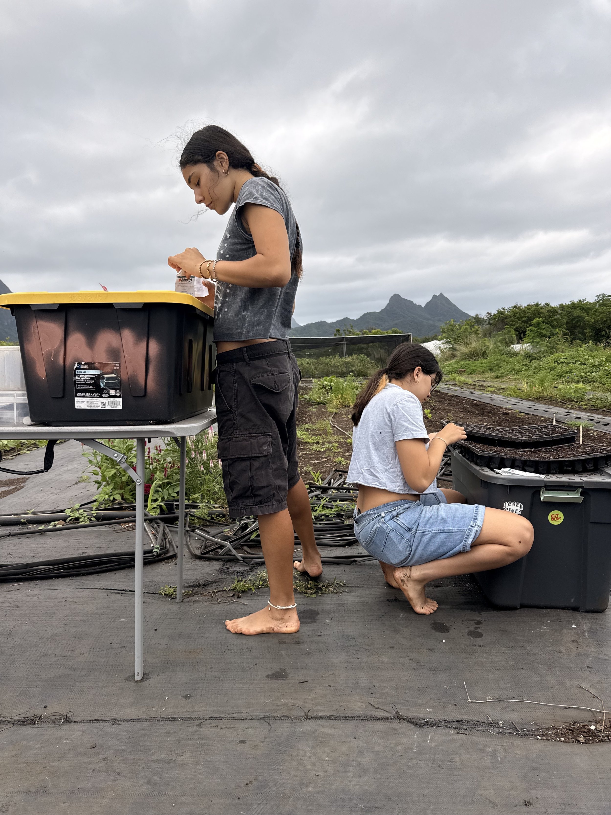 getredyfarm_askvash_smallfarm_hawaii_volunteerday5.jpeg